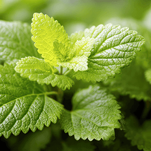 Lemon Balm Complex Extract